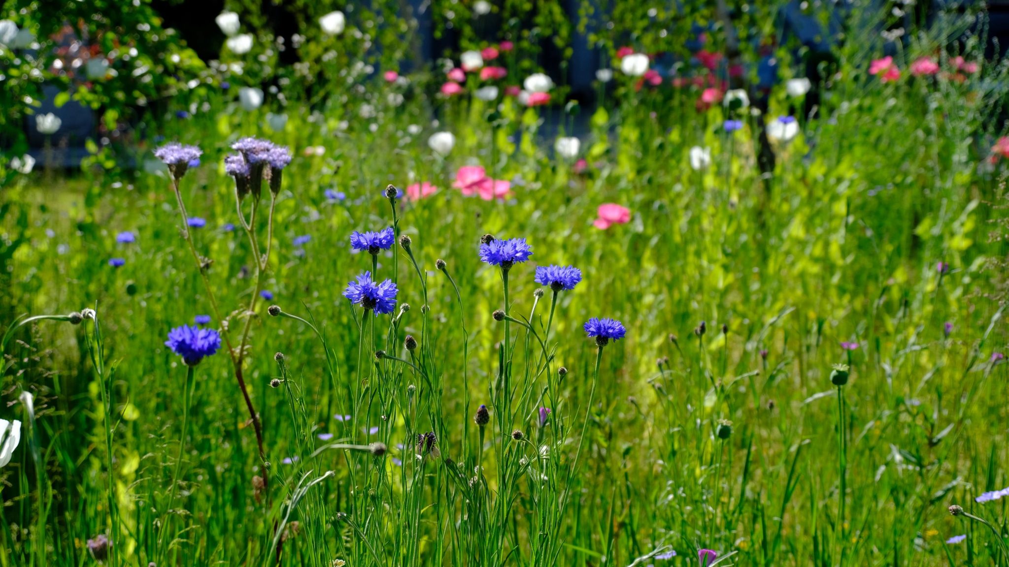 wildflowers